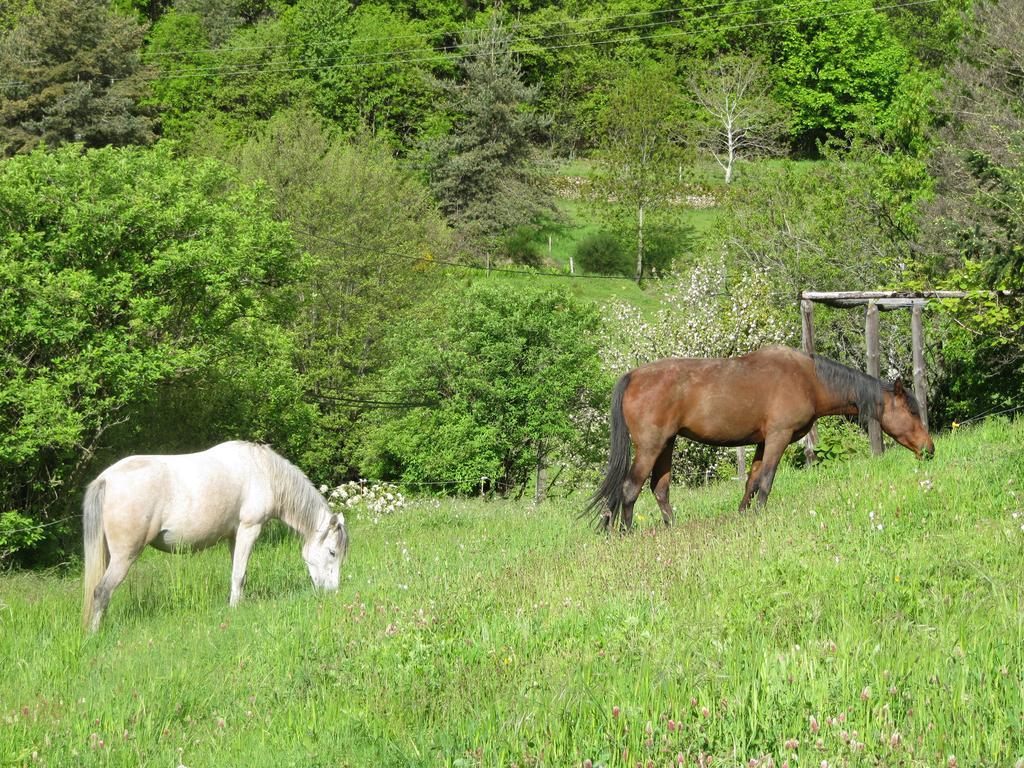 Le Petit Rias Gite Soleil Saint Maurice en Chalencon ภายนอก รูปภาพ